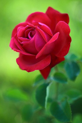 红玫瑰花竖屏图片