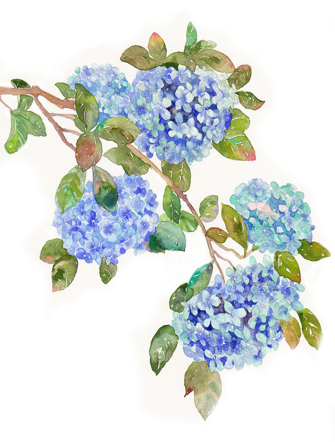 水彩紫阳花