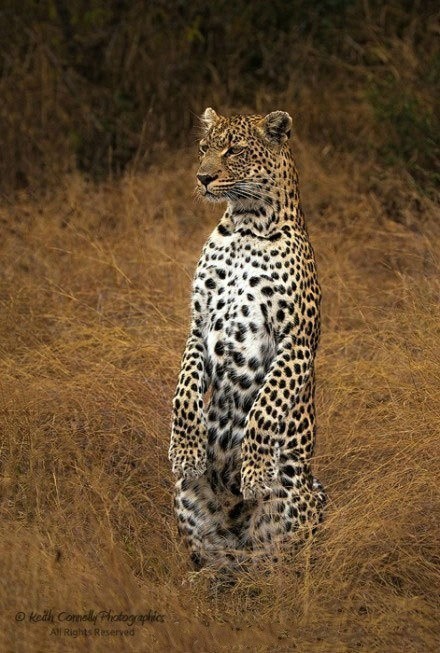 站立的傻豹子哈哈简直就是一只卖萌犯蠢的大喵,说好的高冷呢?|转