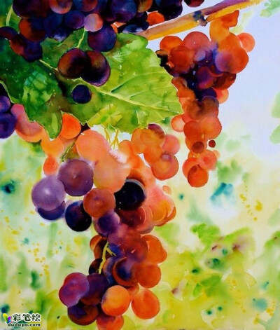水彩画葡萄