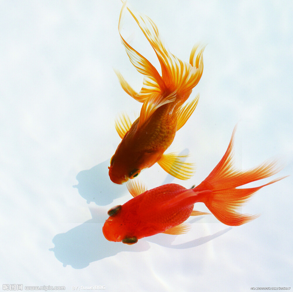 两条鱼唯美图片