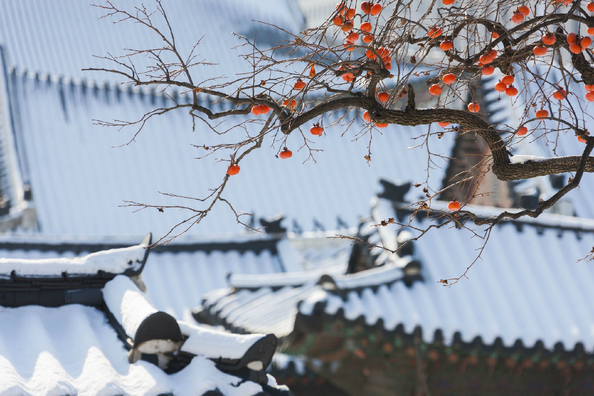 设计目录 柿柿如意 《雪柿图》