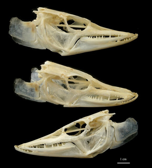 白斑狗鱼的头骨
