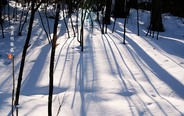 【大雪】林表明霁色.