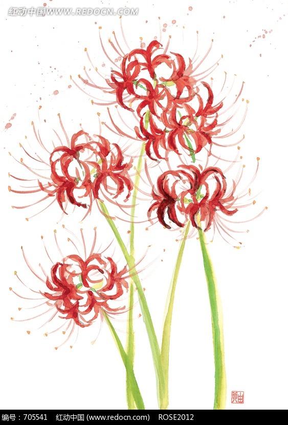 手绘艳红彼岸花水彩画图片