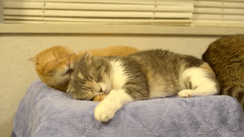 猫妈妈μ和猫宝宝maru总是依偎在一起看起来好有爱
