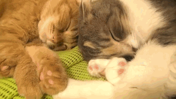 猫妈妈μ和猫宝宝maru总是依偎在一起,看起来好有爱.
