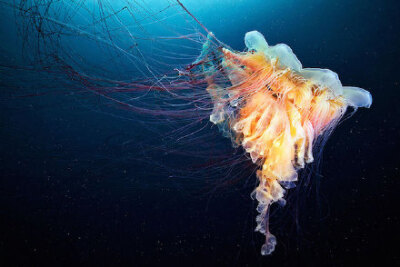 美丽的水母 俄罗斯海洋生物学家,摄影师 alexander semenov