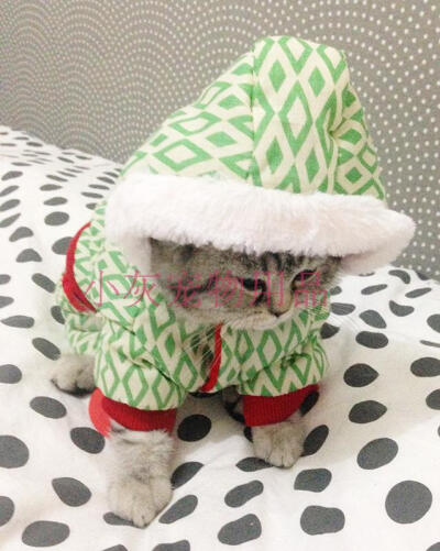 英短 猫衣服 宠物衣服