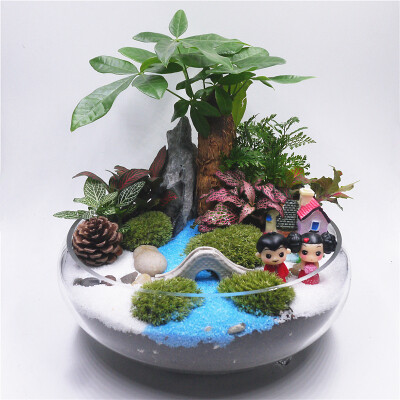 年宵花客厅发财树室内盆栽大办公室桌面摆件创意绿植物苔藓微景观