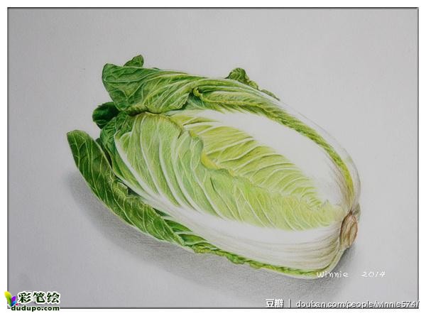 彩铅画大白菜