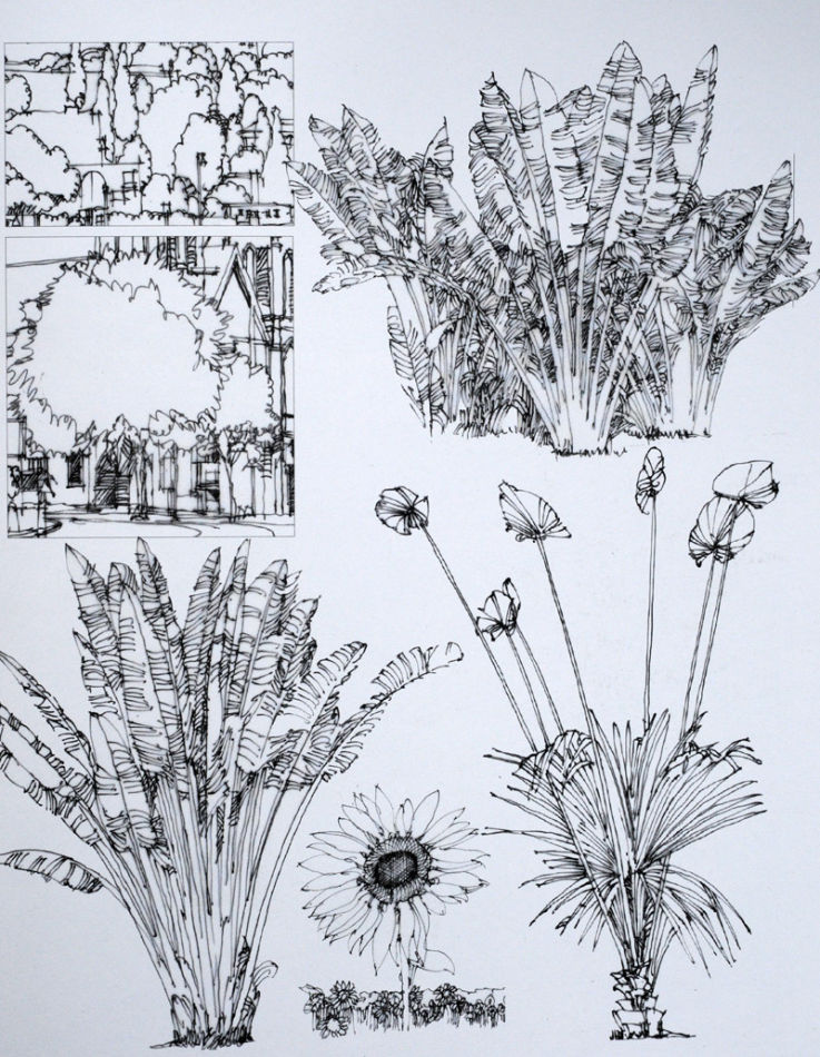 钢笔手绘巴黎建筑建筑植物配景12陈新生作品