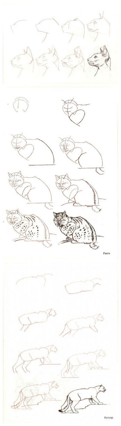绘画帖:教大家几十种画猫的方法,简单易学,喜欢画画的朋友们快get
