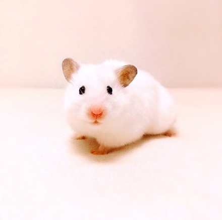 小仓鼠萌萌哒