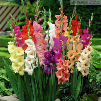 gladiolus gandavensis),也叫菖兰,剑兰,扁竹莲,十样锦,十三太保等,原