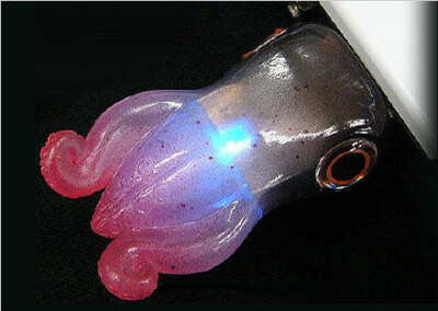 荧光乌贼是利用生物光进行伪装的海底刺客,也是目前头足类中唯一被