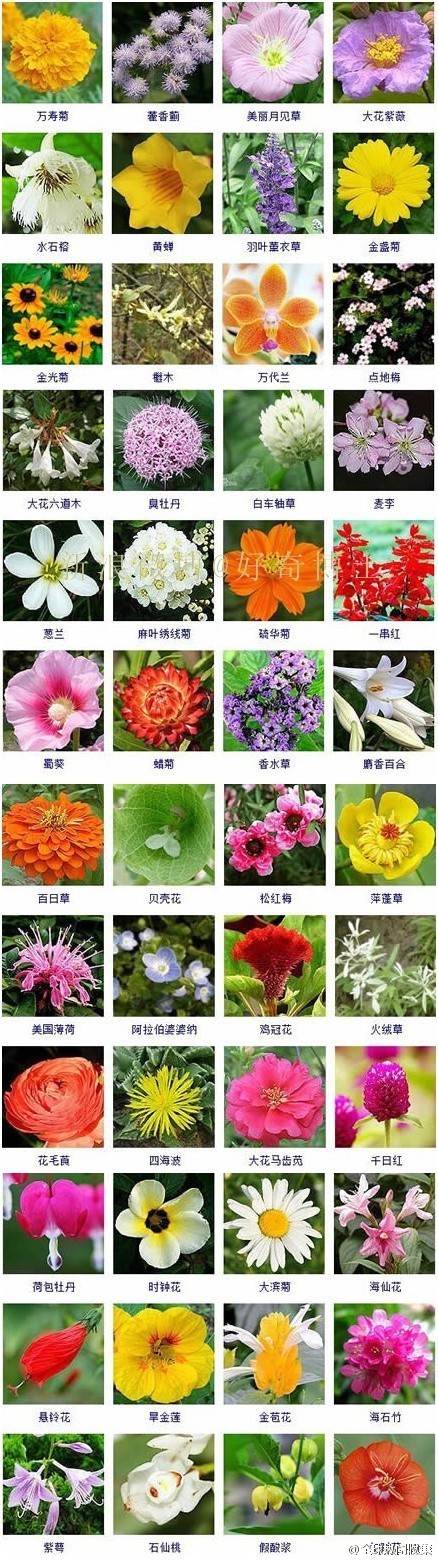 各种花的名字及颜色图片