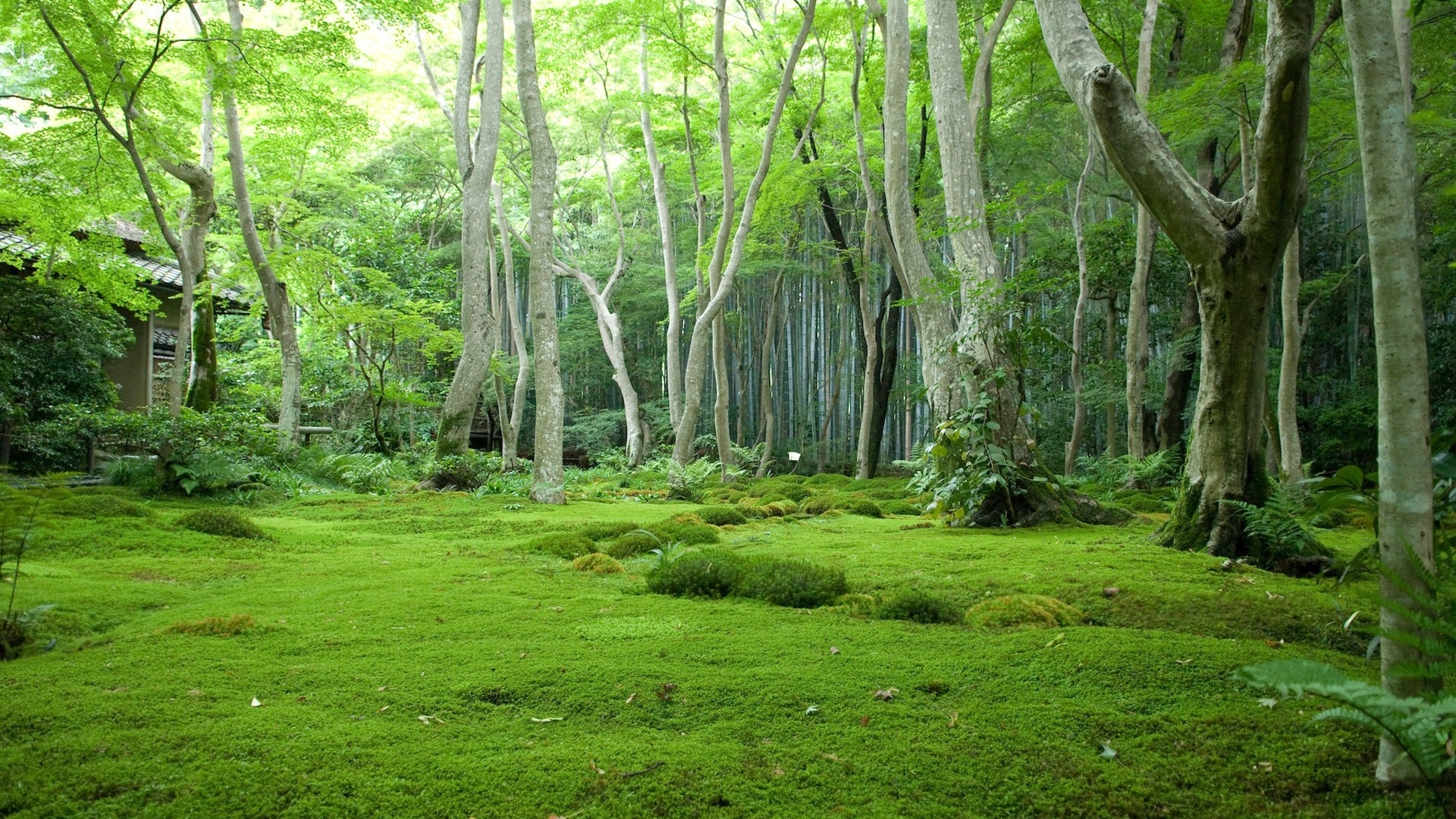 绿光森林图片大全唯美图片
