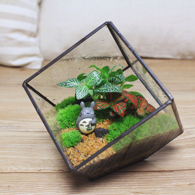 苔藓微景观生态瓶绿植盆栽办公室植物