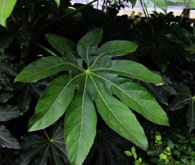 八角金盘的繁衍与培养 办法如下:耕作的时分可以于5月果熟后可边采边