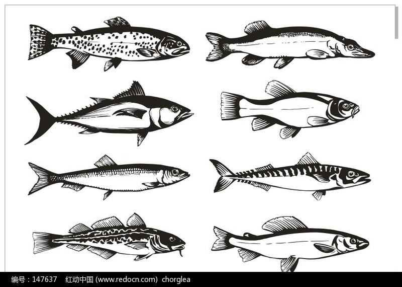 鱼黑白画简单图片