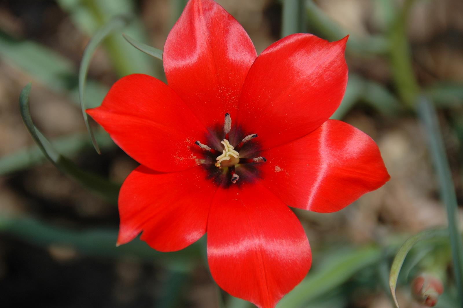 亚麻叶郁金香 tulipa linifolia