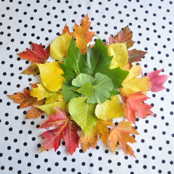 一位来自荷兰阿姆斯特丹的老师,喜欢把花瓣和一些植物摆放成一幅幅很