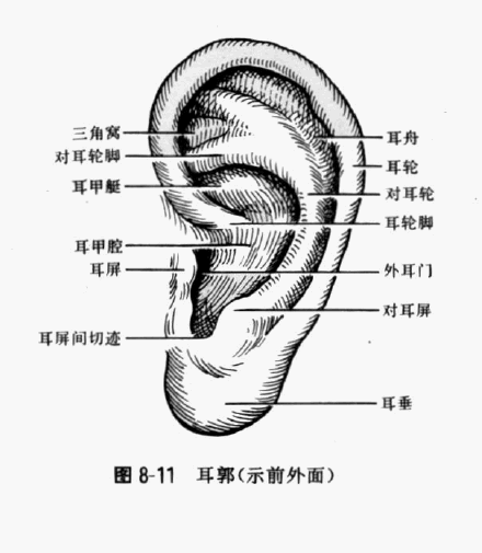 耳朵的结构和画法