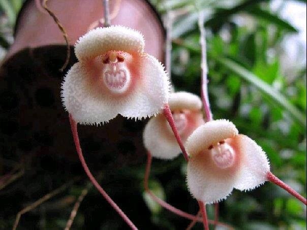 像动物的植物之猴兰monkeyorchid
