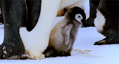 一只刚刚才出生不久的小企鹅在学走路走几步后抬一下双手简直萌化了