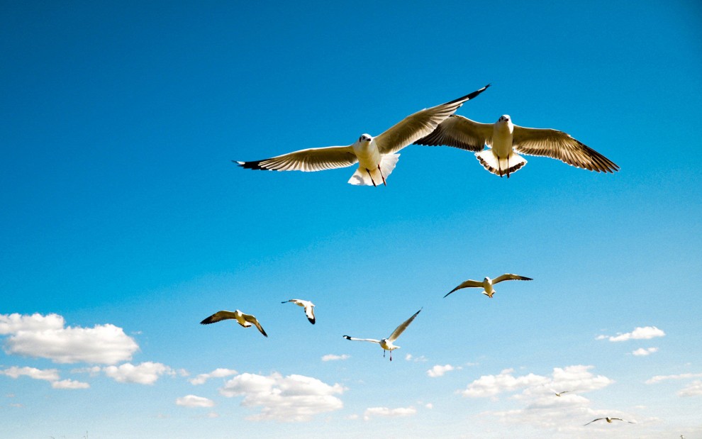 海鸥是大海的精灵,翱翔在苍茫的大海,和蓝天白云晚霞共同构成绝美的