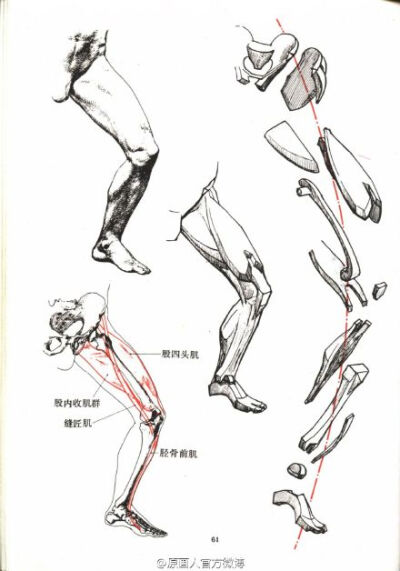 书的下载链接 @微盘:o【重要】艺用人体结构运动学.pdf