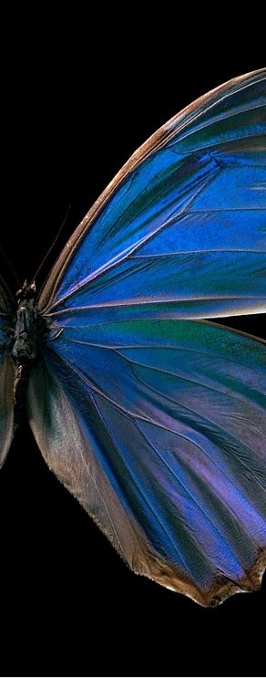 原来,蝴蝶的翅膀本是无色的,只是因为具有特殊的微观292_744竖版 竖