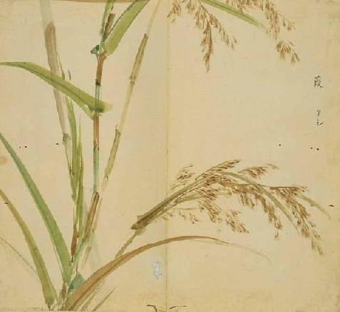 诗经中的植物:芦苇.《诗经.秦风.蒹葭》:蒹葭苍苍,白露为霜.