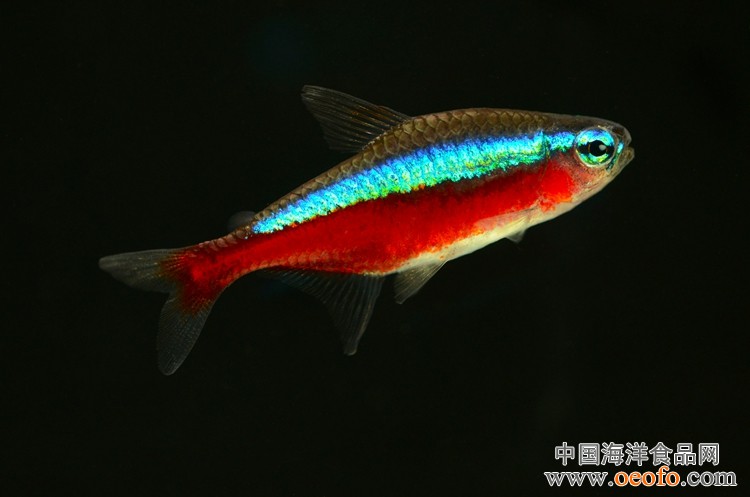 宝莲灯鱼娇小纤细,体长约在4-5厘米,是热带鱼中的珍品.