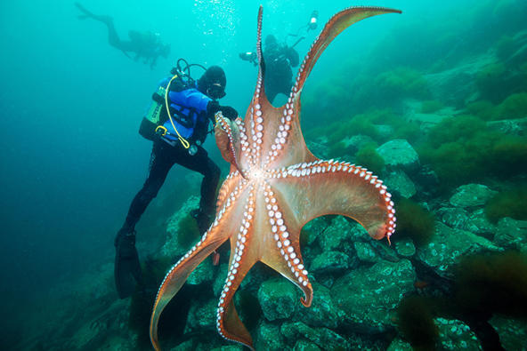 北太平洋巨型章鱼(作者称它为日本海之王)octopus dofleini 