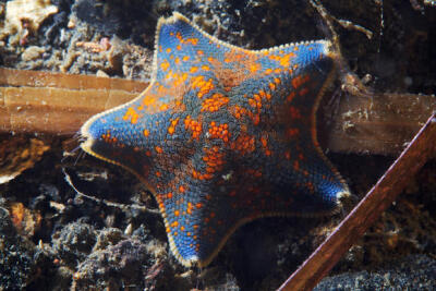 一种很常见但是很漂亮的海星sea star asterina pectinifera