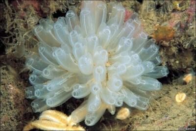 灯泡海鞘(light bulb sea squirts)是一种透明的海洋生物,外观呈筒状.