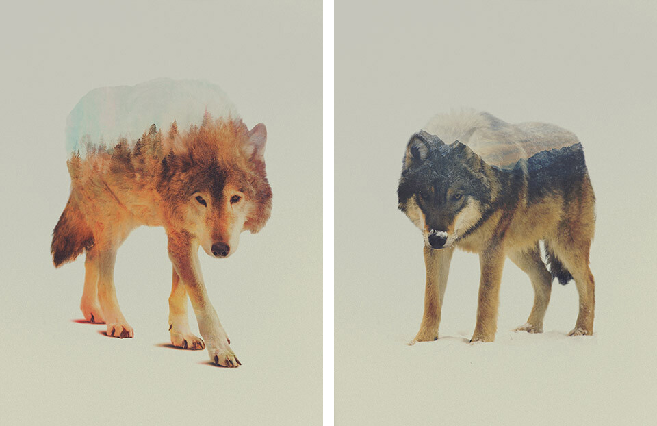 亚斯·李创作了这一系列微妙而美丽的动物 风景双重曝光照片重叠影像