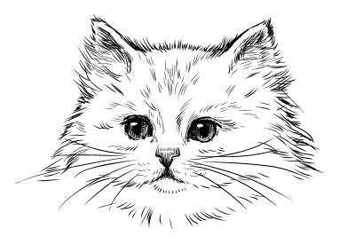 波斯猫简笔画可爱图片