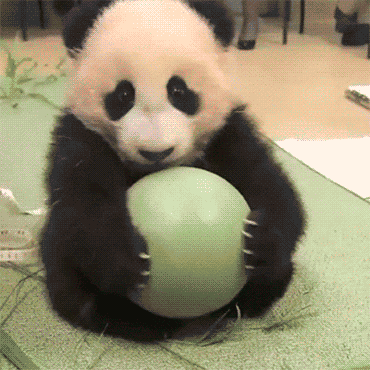 让熊猫宝宝来治愈下周一上午的心情