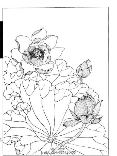 绘画学习 线描各种荷花的画法!参考练习