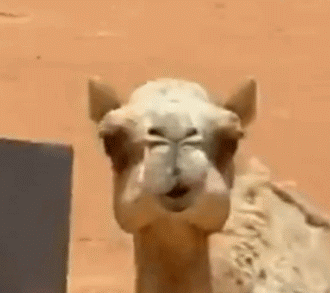 骆驼表情包gif图片