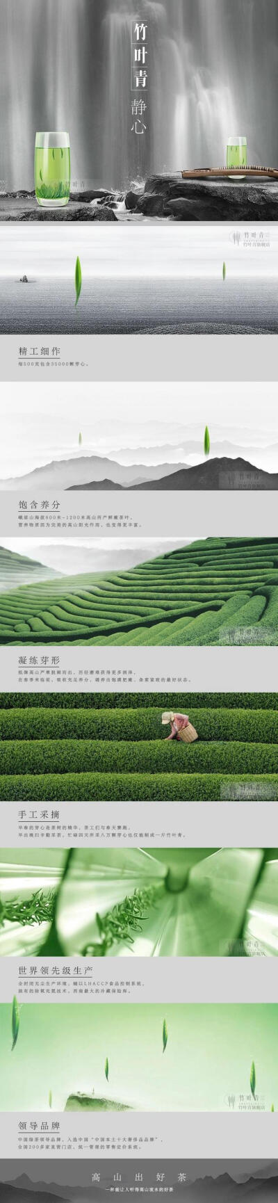红树竹叶青图片