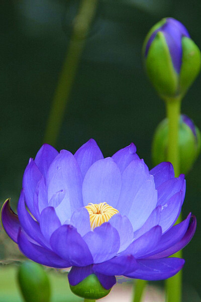 花花世界