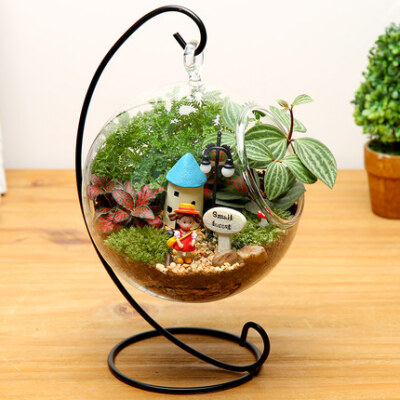 苔藓微景观植物生态瓶创意玻璃瓶办公室桌面迷你盆栽diy龙猫摆件