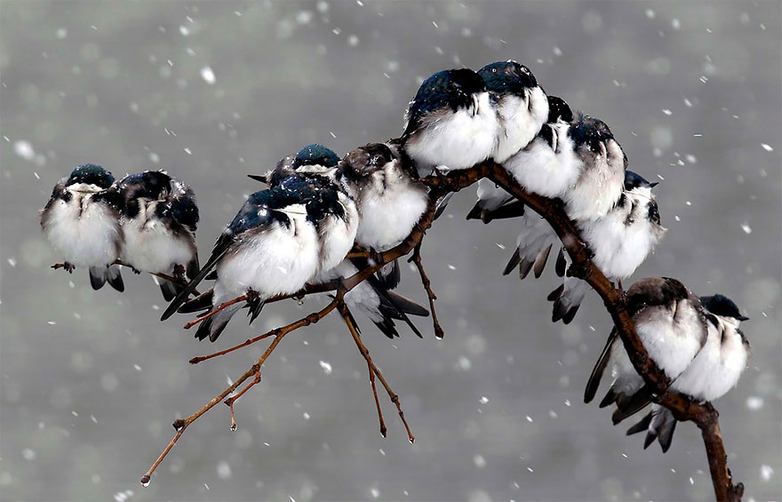 10种冬眠的动物 鸟类图片