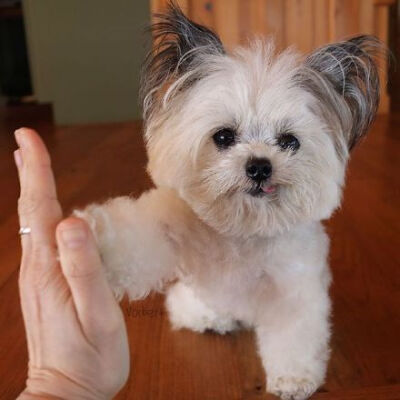 简约give me five