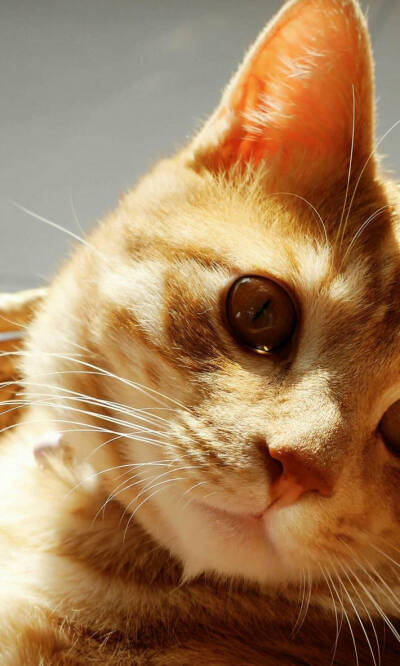 可爱动物小猫图片