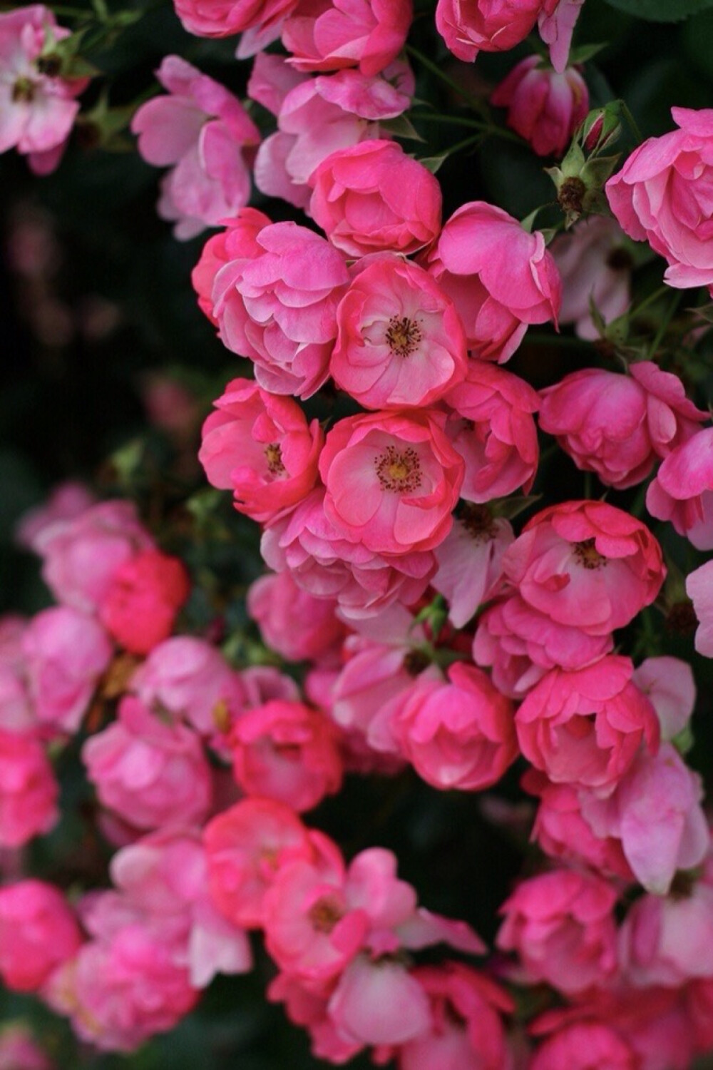 鲜花装饰我的梦